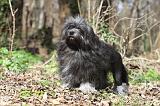 PETIT CHIEN LION 309